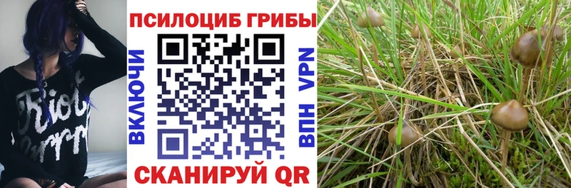 купить   Дюртюли  Галлюциногенные грибы Psilocybe 